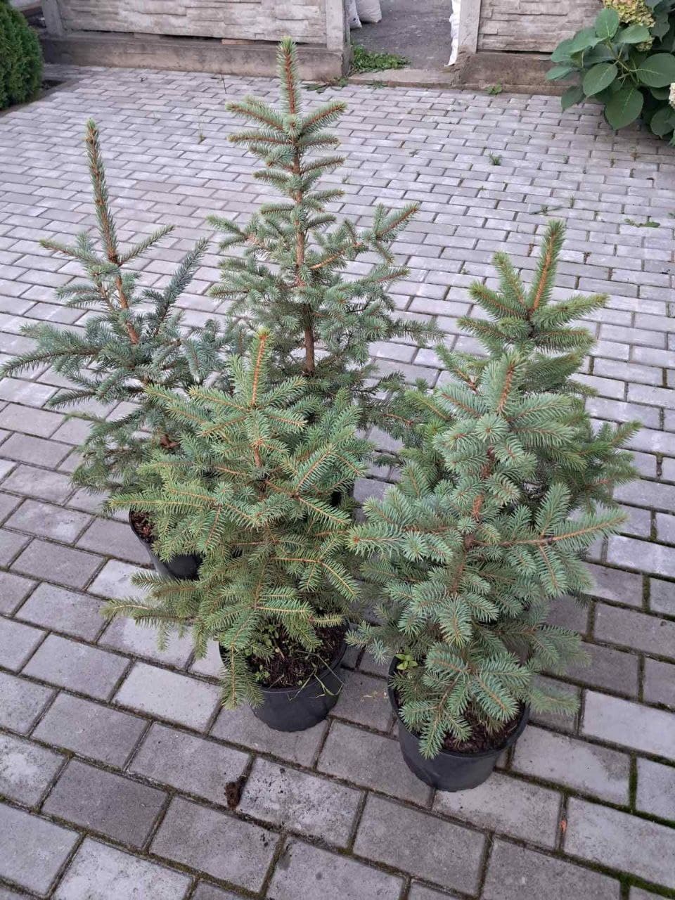 Ель колючая Глаука "Glauca"