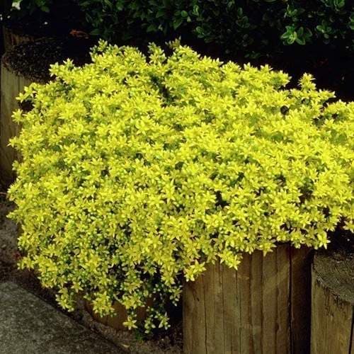 Очиток "Едкий Елоу Куин" (Sedum Yellow Queen)