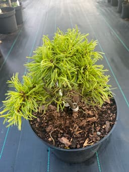 Сосна Веймутова Грин Твист "Green Twist" 1