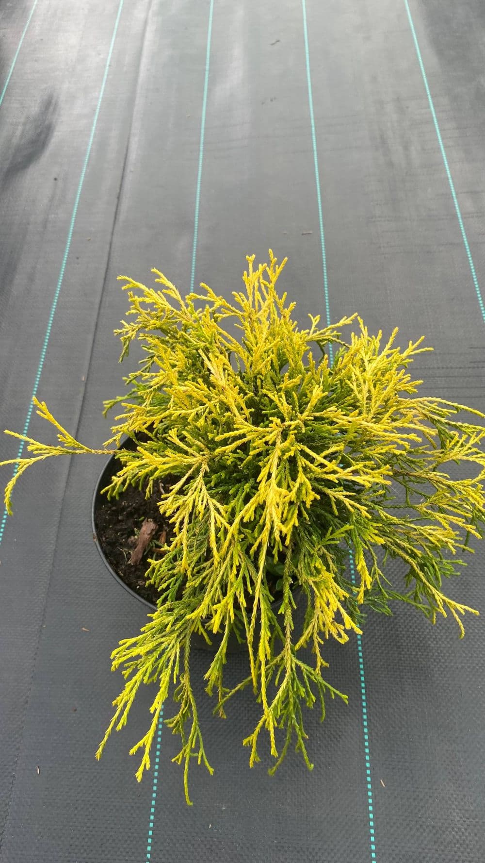 Кипарисовик Санголд "Sungold"