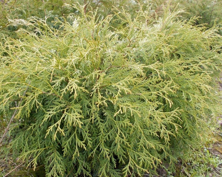 Туя западная Умбракулифера "Umbraculifera"
