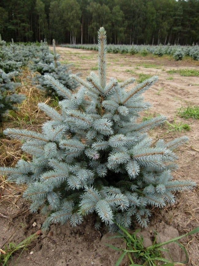 Ель колючая "Супер Блю" (Super Blue Seedling)