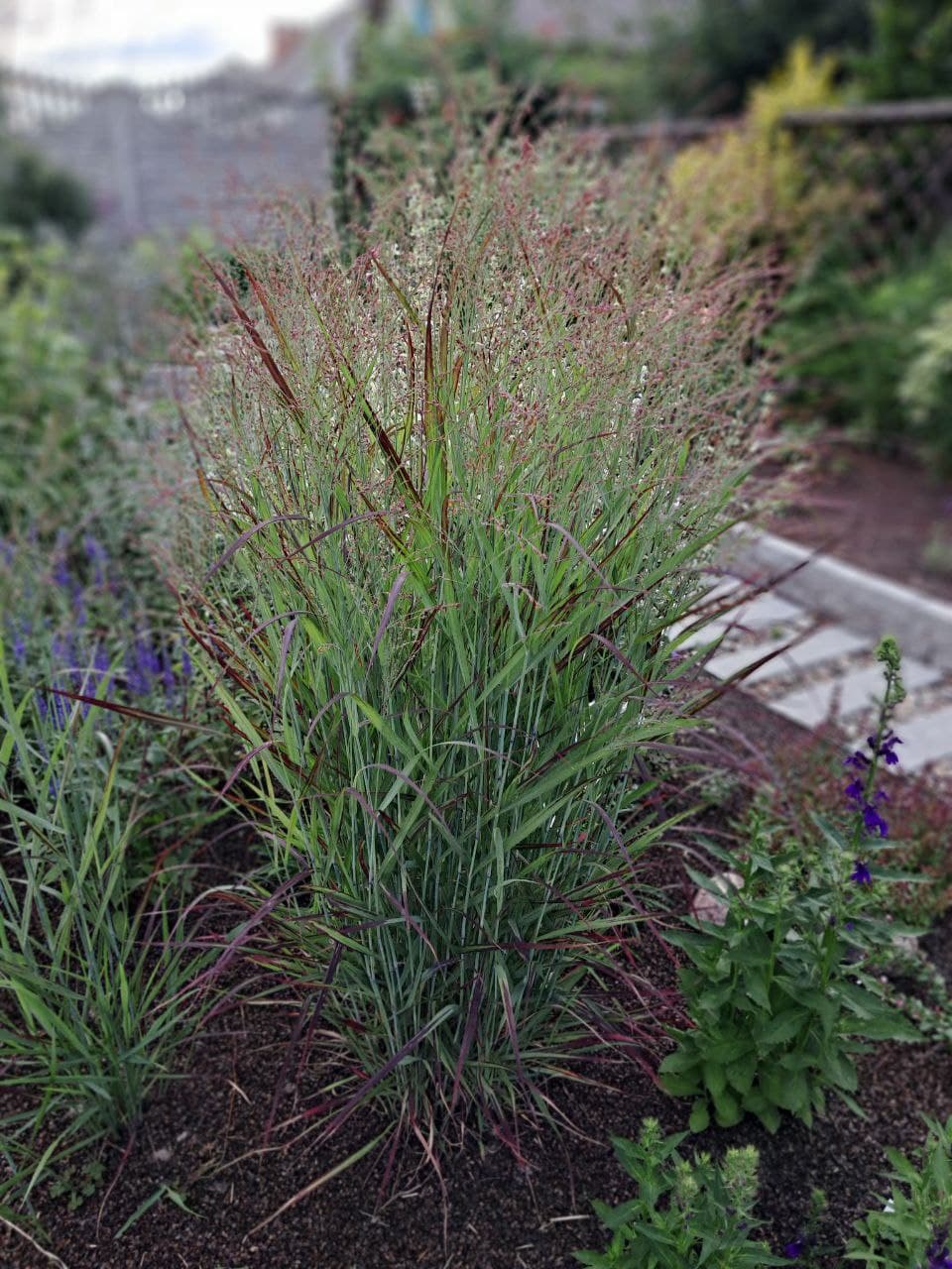 Просо прутьевидное «Шенандоа»  (Panicum virgatum «Shenandoah»)