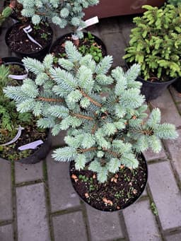 Ель колючая Глаука Глобоза "Glauca Globosa" 2