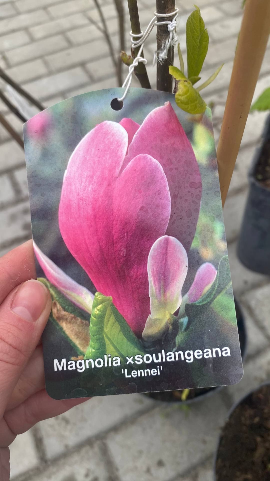 Магнолия Суланжа «Ленней» (Lennei)
