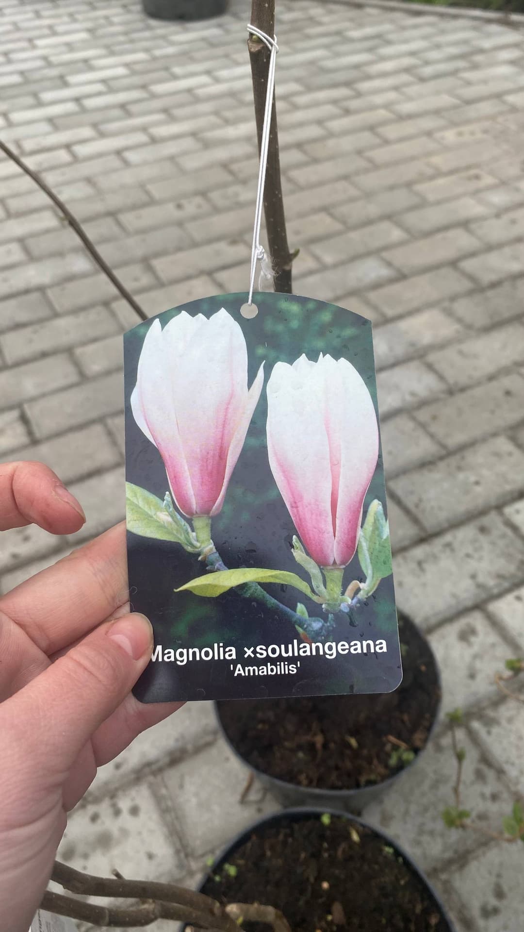 Магнолия Суланжа "Амабилис" (Amabilis)