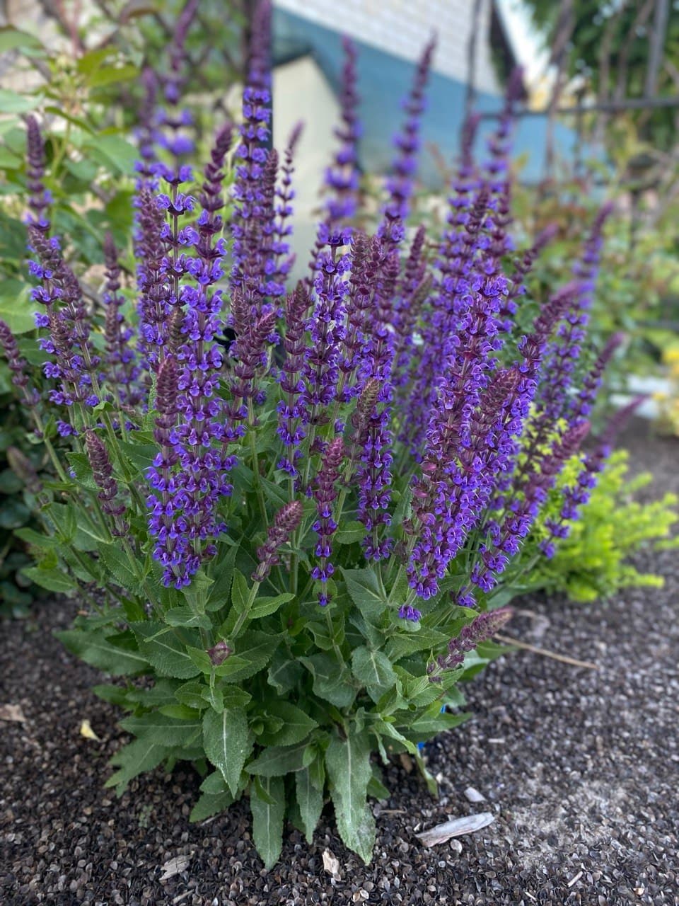 Шалфей дубравный Дварф Блю Квин "Dwarf Blue Queen"