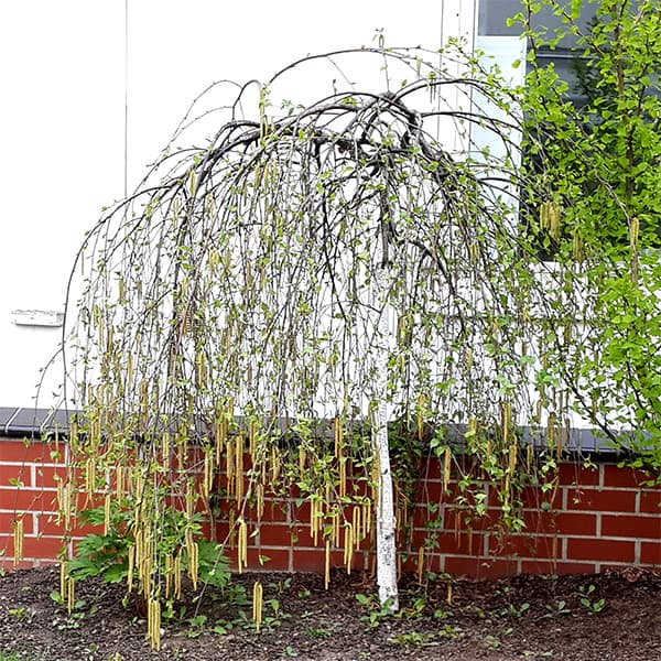 Береза полезная Лонг Транк "Long Trunk"