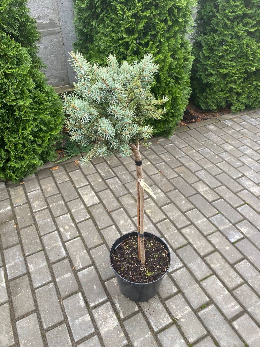Ель колючая Глаука Глобоза "Glauca Globosa"
