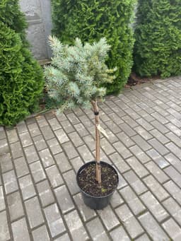 Ель колючая Глаука Глобоза "Glauca Globosa" 1