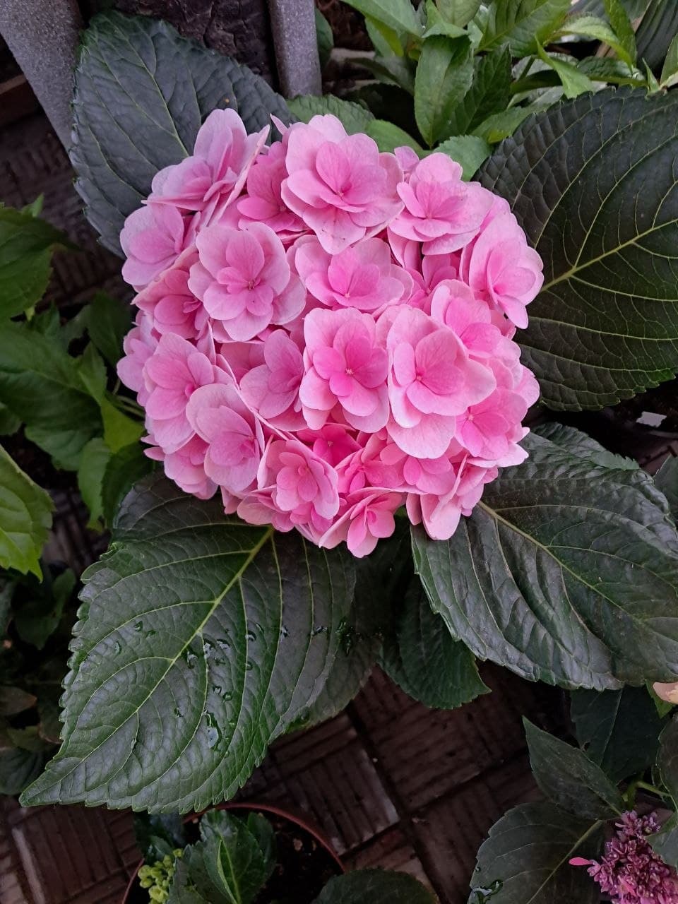 Гортензия крупнолистная Дабл Датч Пинк "Double Dutch Pink"