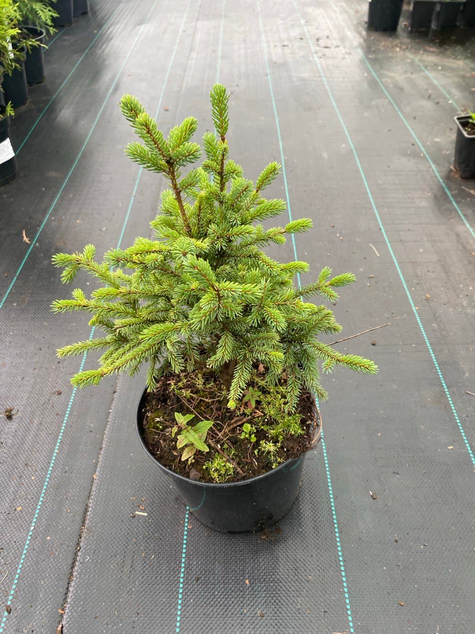 Ель колючая Глаука Нана "Glauca Nana"