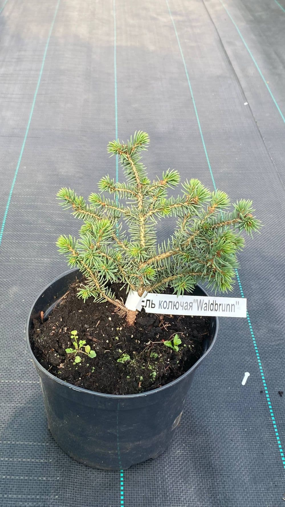 Ель Колючая Вальдбрун "Waldbrunn"