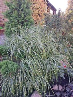 Мискантус китайский Зебринус  (Miscanthus sinensis `Zebrinus`) 2