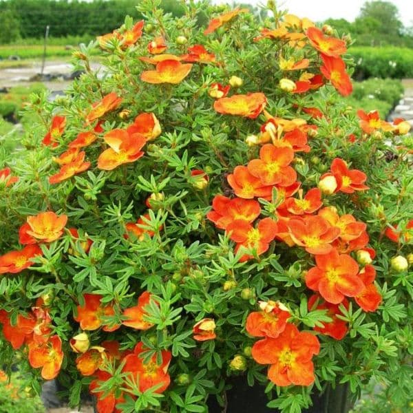 Лапчатка кустарниковая Хоплейс Оранж "Hopleys Orange"