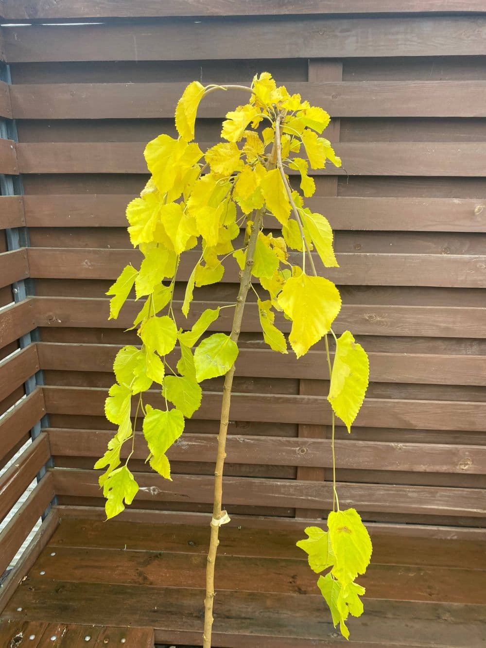 Шелковица Пендула "Pendula"