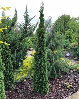 Туя западная "Дегрут Спайр" (Thuja occidentalis 'Degroot's Spire') 1