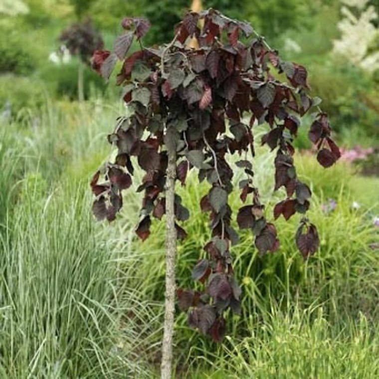 Лещина "Пурпуреа Пендула" (Purpurea Pendula)