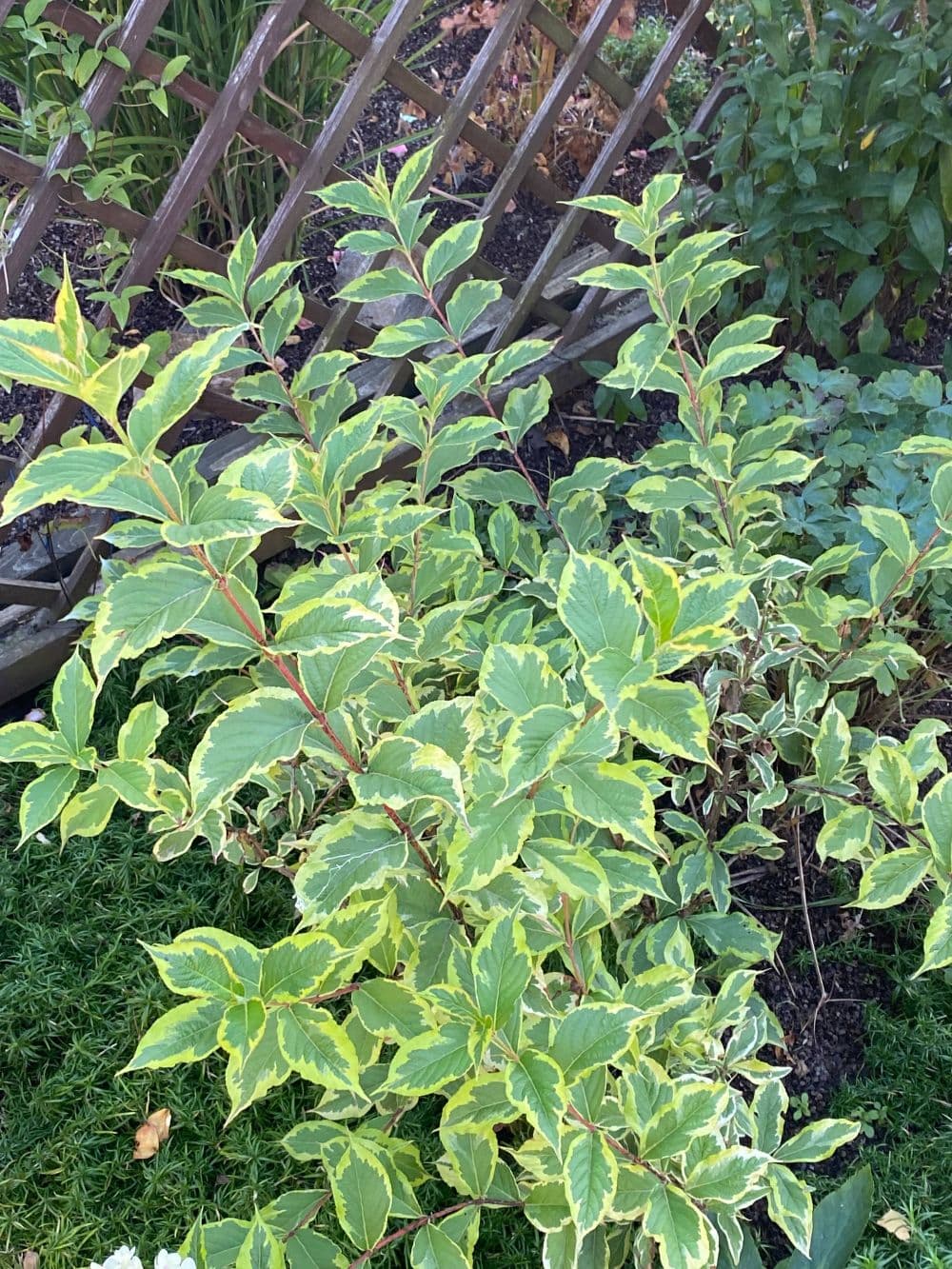 Вейгела цветущая Нана Вариегата "Nana Variegata"