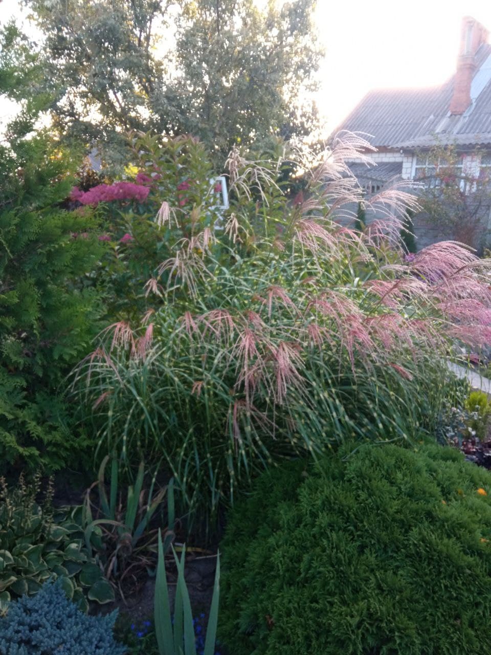 Мискантус китайский Зебринус  (Miscanthus sinensis `Zebrinus`)