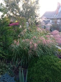 Мискантус китайский Зебринус  (Miscanthus sinensis `Zebrinus`) 1