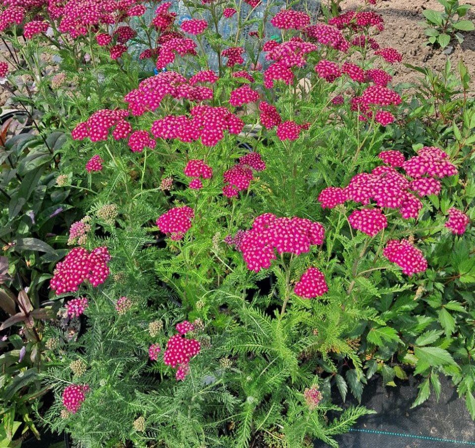 Тысячелистник  Черри Ред (Cherry Red)