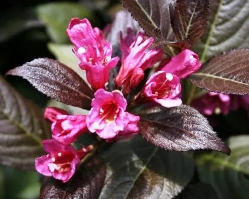 Вейгела цветущая Блэк Руби "Black Ruby"