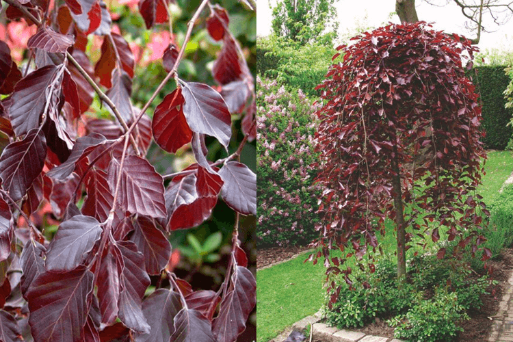 Бук лесной Пурпуреа Пендула "Purpurea Pendula"
