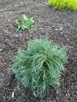 Сосна Веймутова Грин Твист "Green Twist" 2