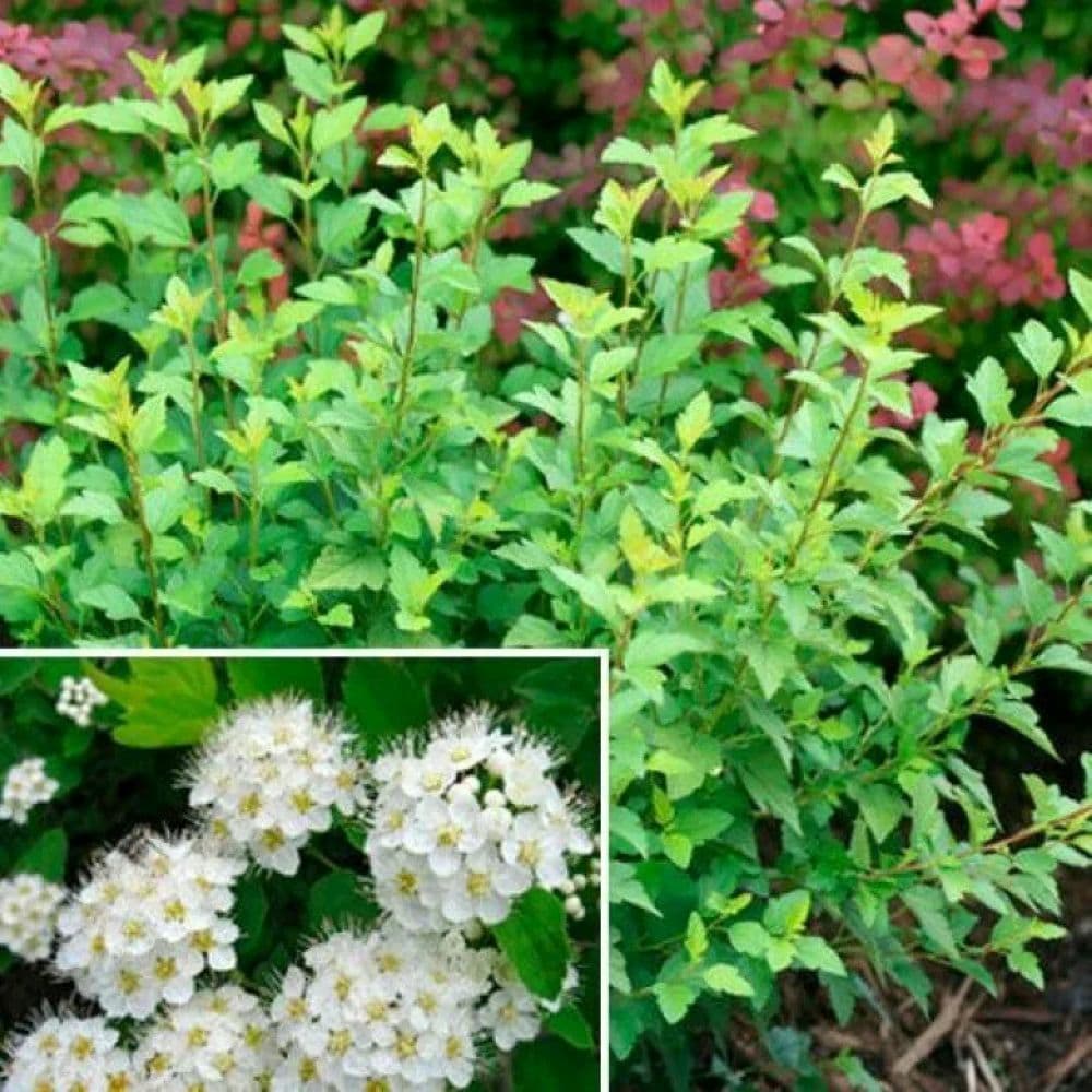 Пузыреплодник калинолистный Little Greeny