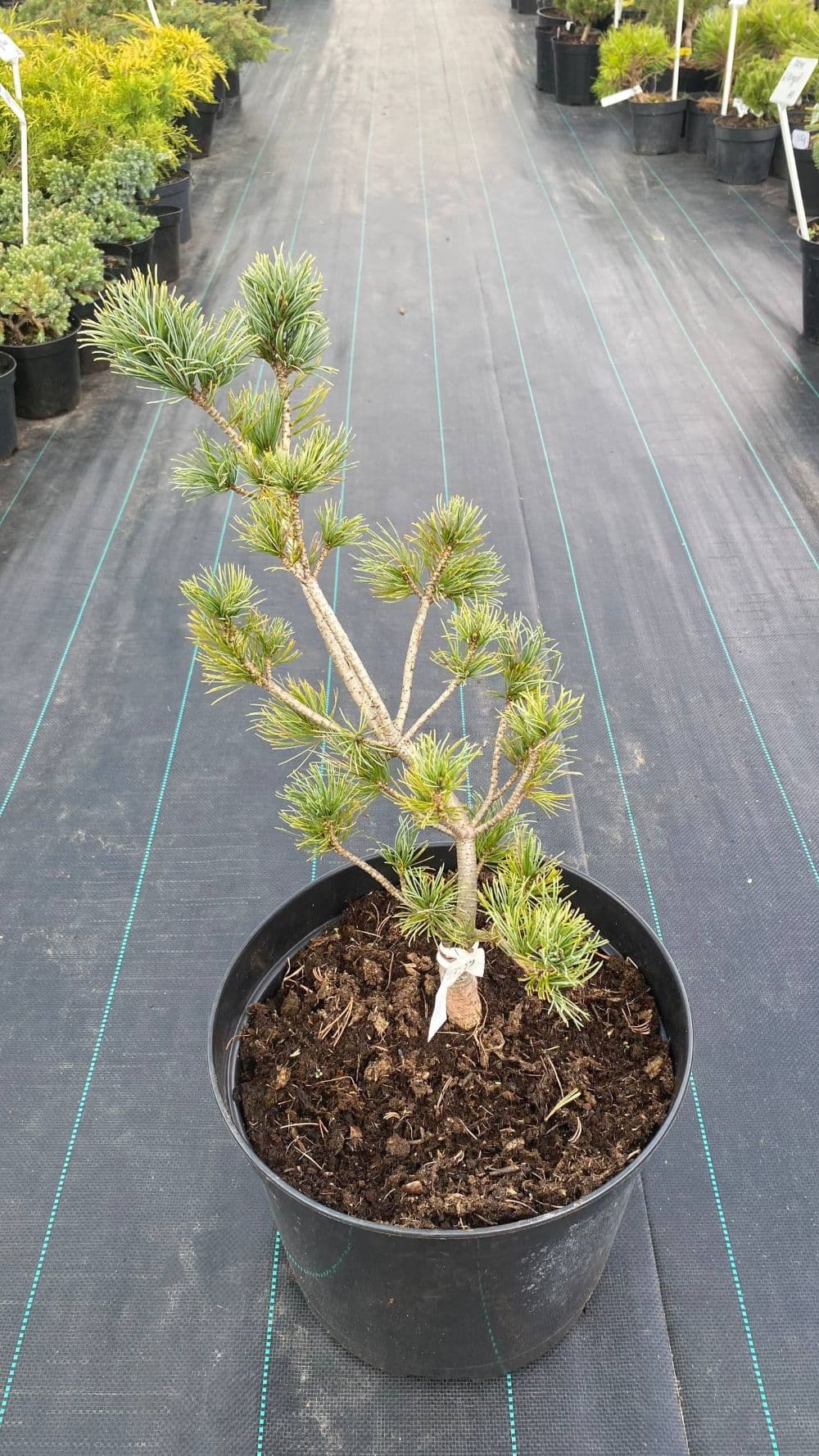  Сосна мелкоцветковая Шонс Бонсай "Schoon’s Bonsai"