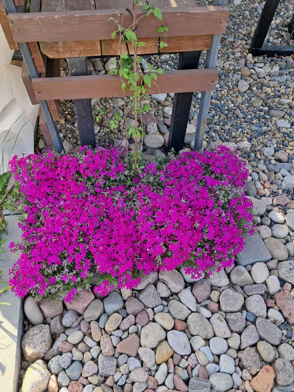 Флокс шиловидный Atropurpurea