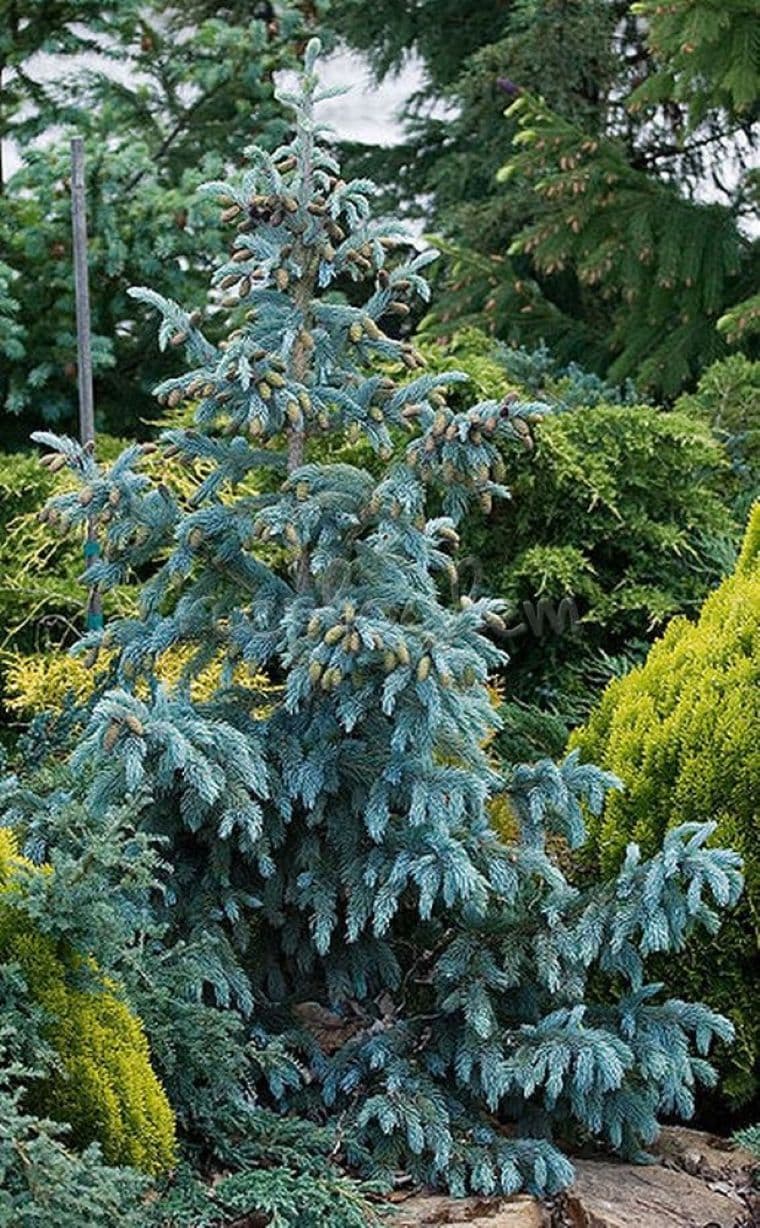 Ель Энгельмана Глаука (Engelmannii Glauca)