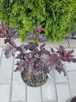 Пузыреплодник калинолистный Purple Horizont 2