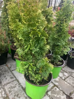 Туя западная "Дегрут Спайр" (Thuja occidentalis 'Degroot's Spire') 2