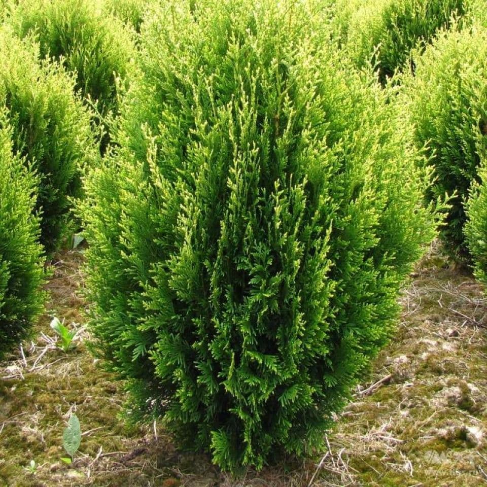 Туя складчатая Корник "Kornik"