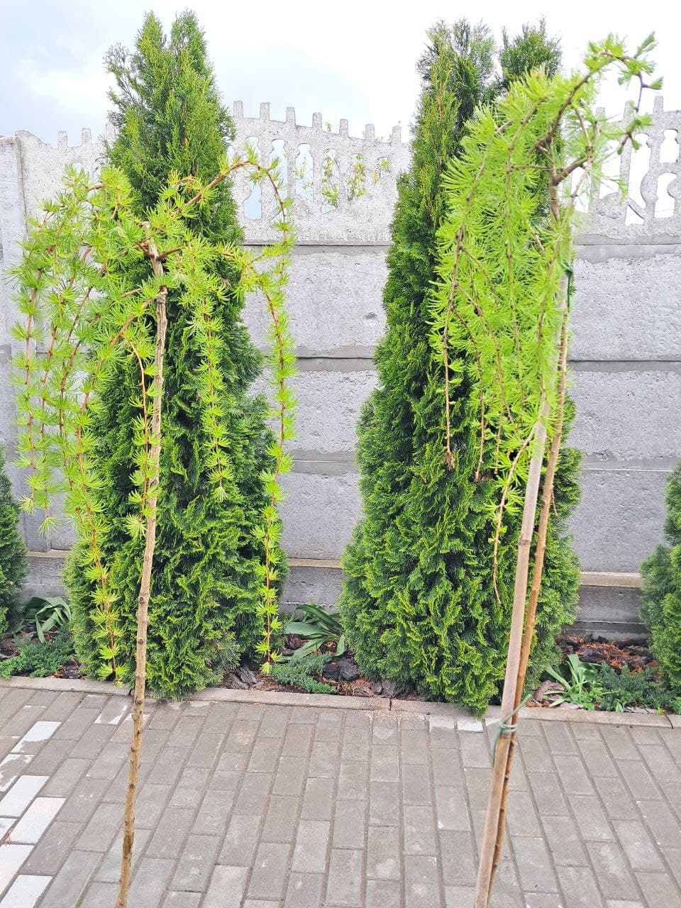 Лиственница европейская Пендула 'Pendula'