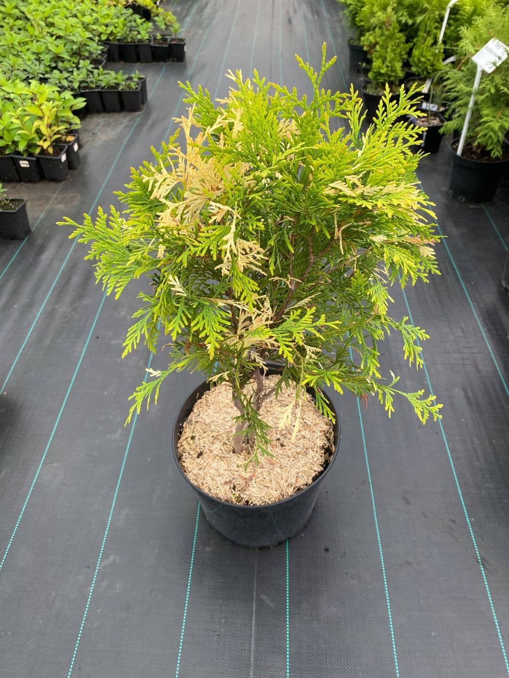 Туя западная Магдалена "Magdalena"