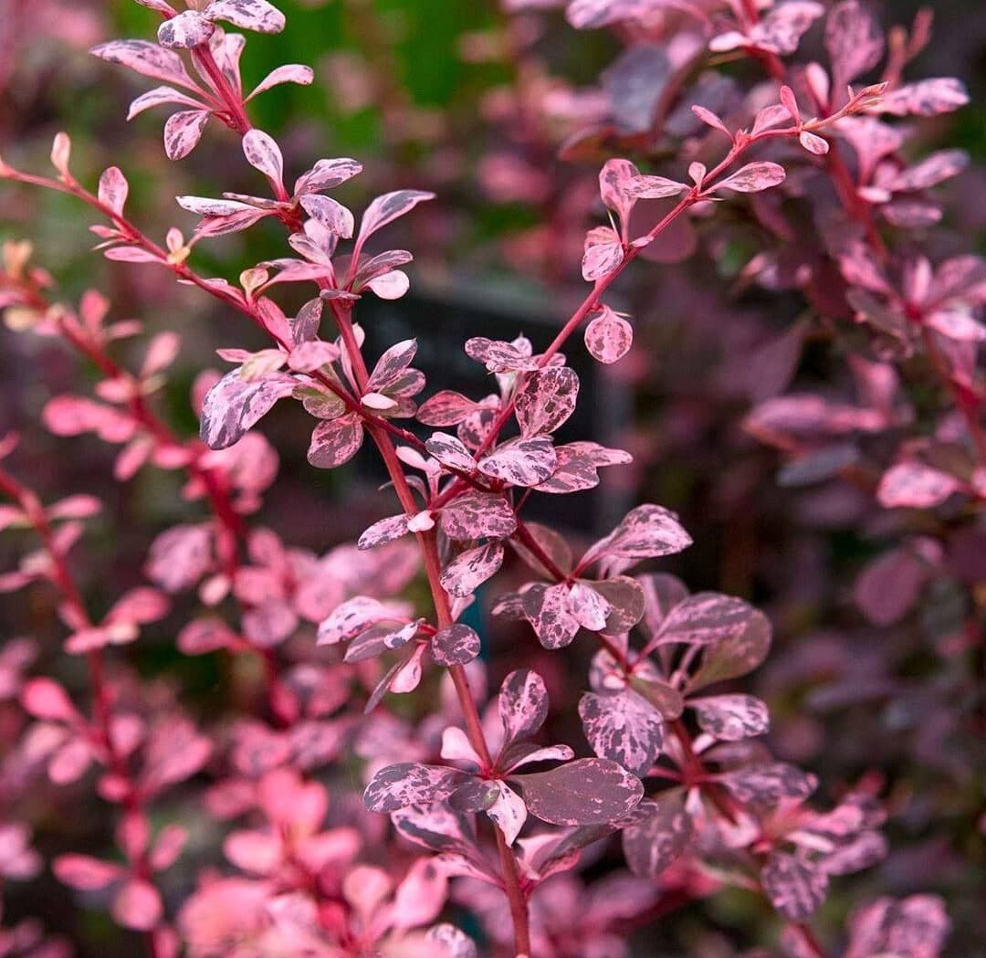 Барбарис Тунберга Пинк Этрекш "Pink Attraction"