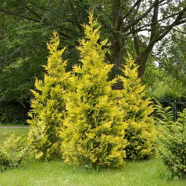 Туя западная Голден Брабант "Golden Brabant"