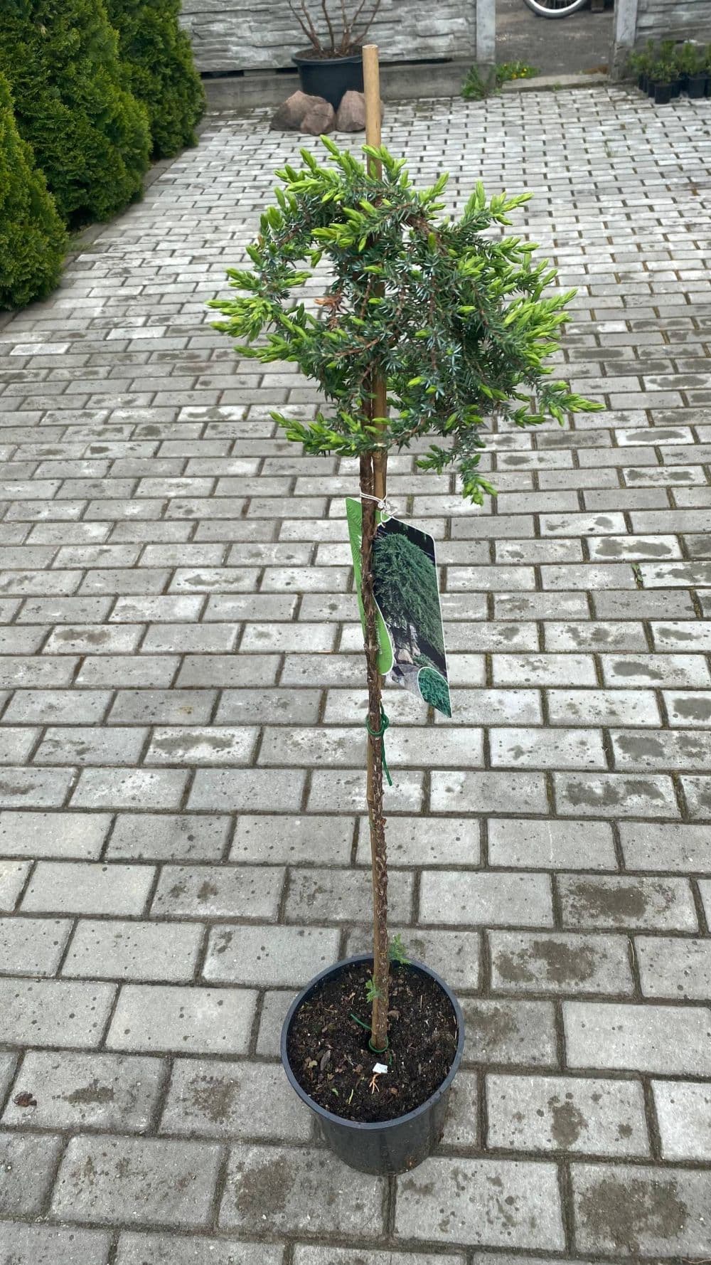 Можжевельник "Гринмантл" (Greenmantle)