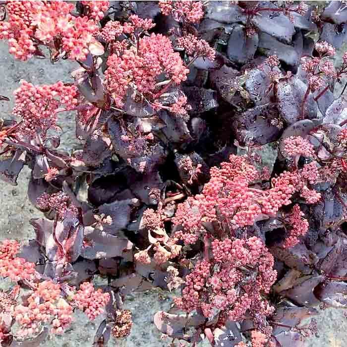 Очиток видный (Sedum spectabile `Black Beauty`)