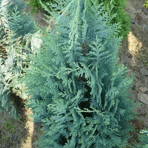 Кипарисовик Лавсона Колумнарис "Columnaris"