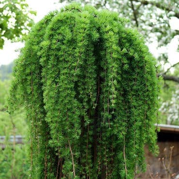 Лиственница европейская Пендула 'Pendula'