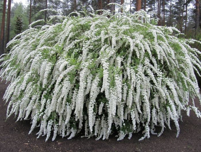 Спирея серая "Грефшейм" (Grefsheim)