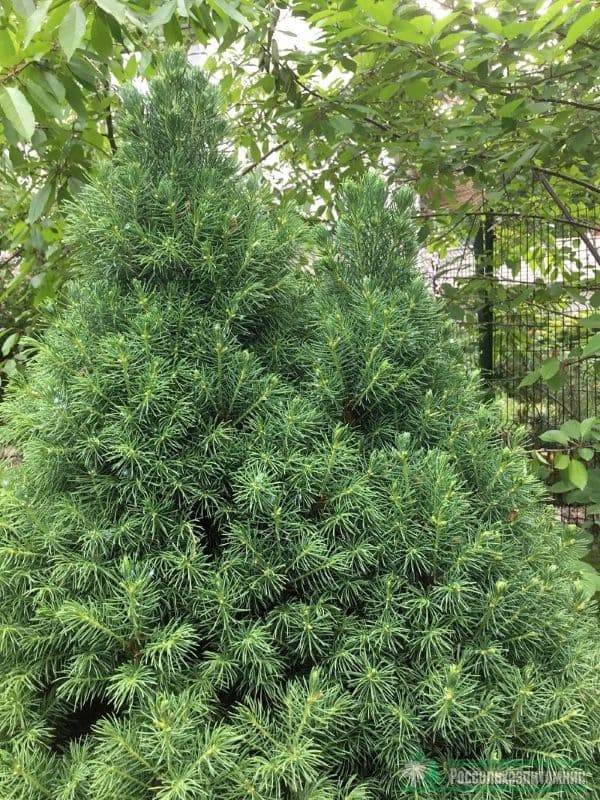 Ель сизая "Коника" (Conica)
