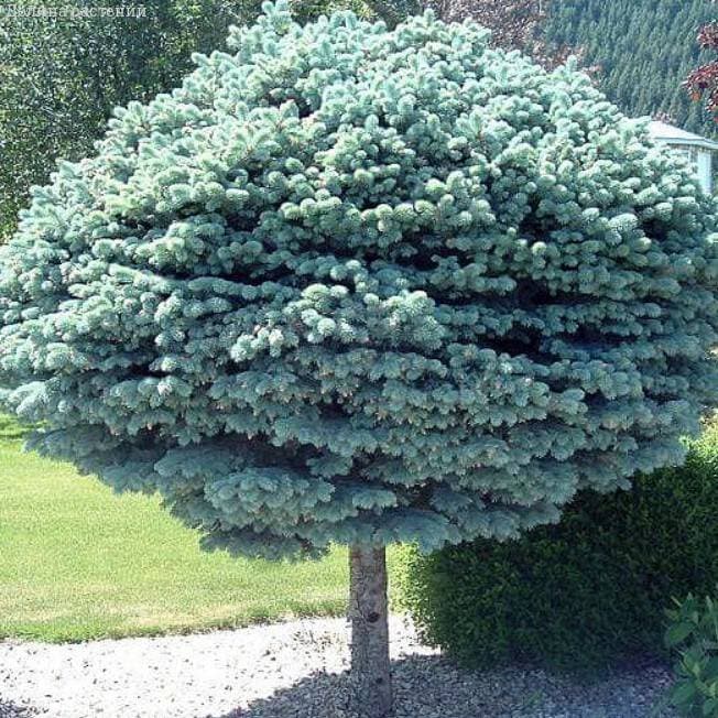 Ель колючая Глаука Глобоза "Glauca Globosa"