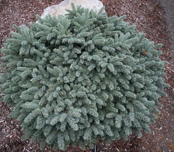 Ель Колючая Вальдбрун "Waldbrunn"