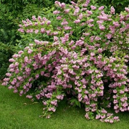 Дейция пурпурная Калмифлора "Kalmiiflora"