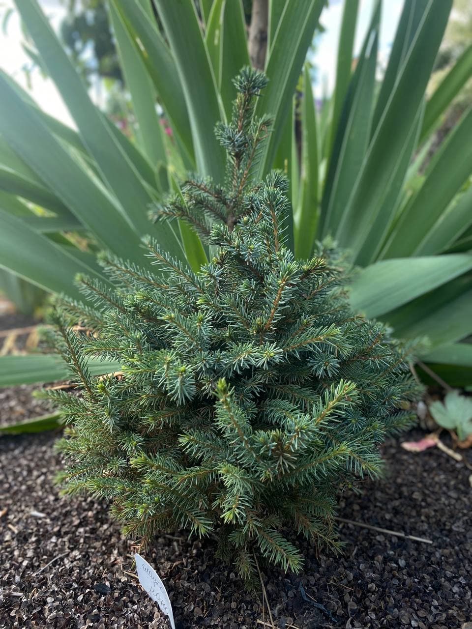 Ель колючая Глаука Нана "Glauca Nana"